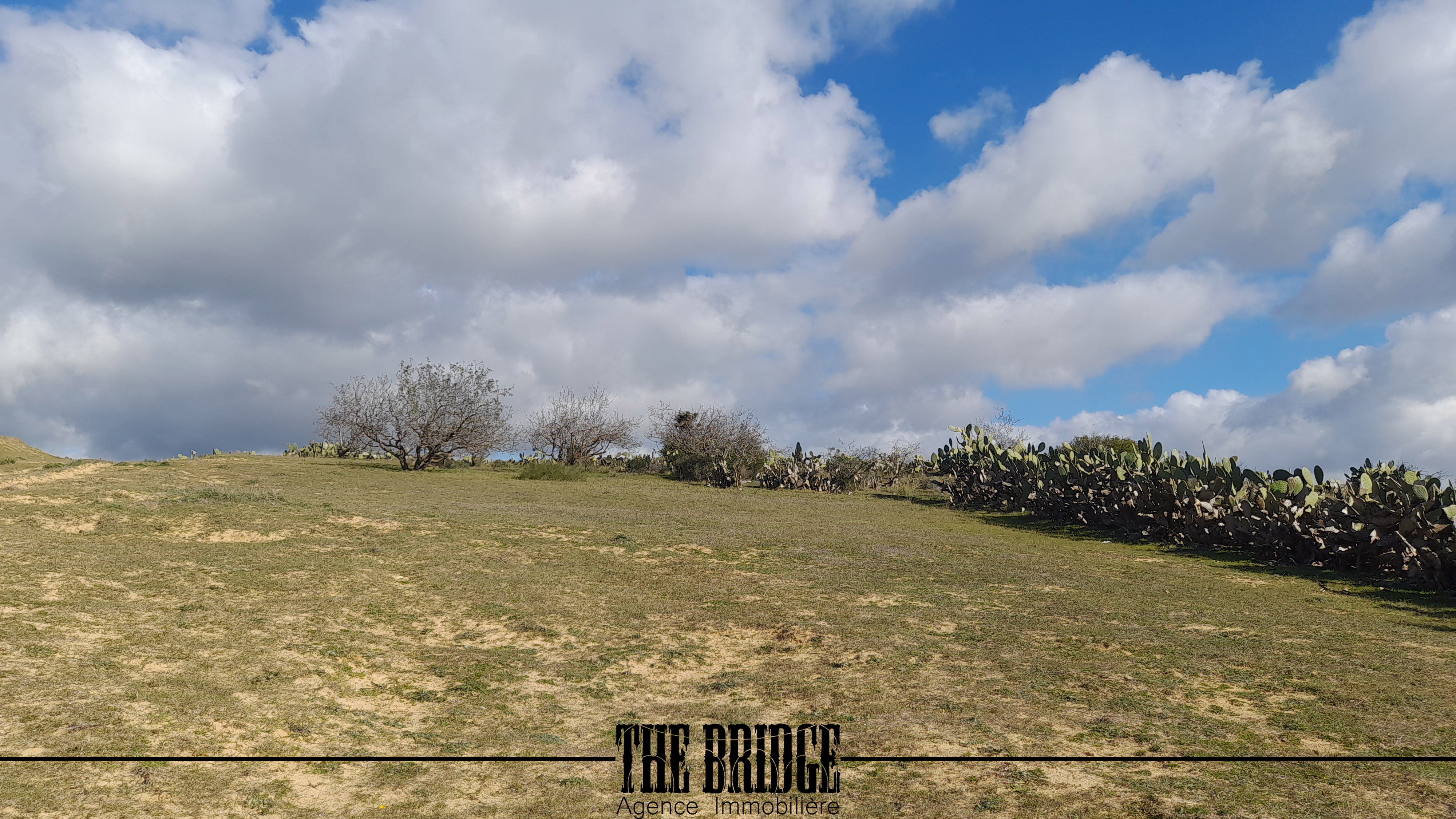 Bou Argoub Bousehem Terrain Terrain agricole 4 hectares  boussham bouargoub