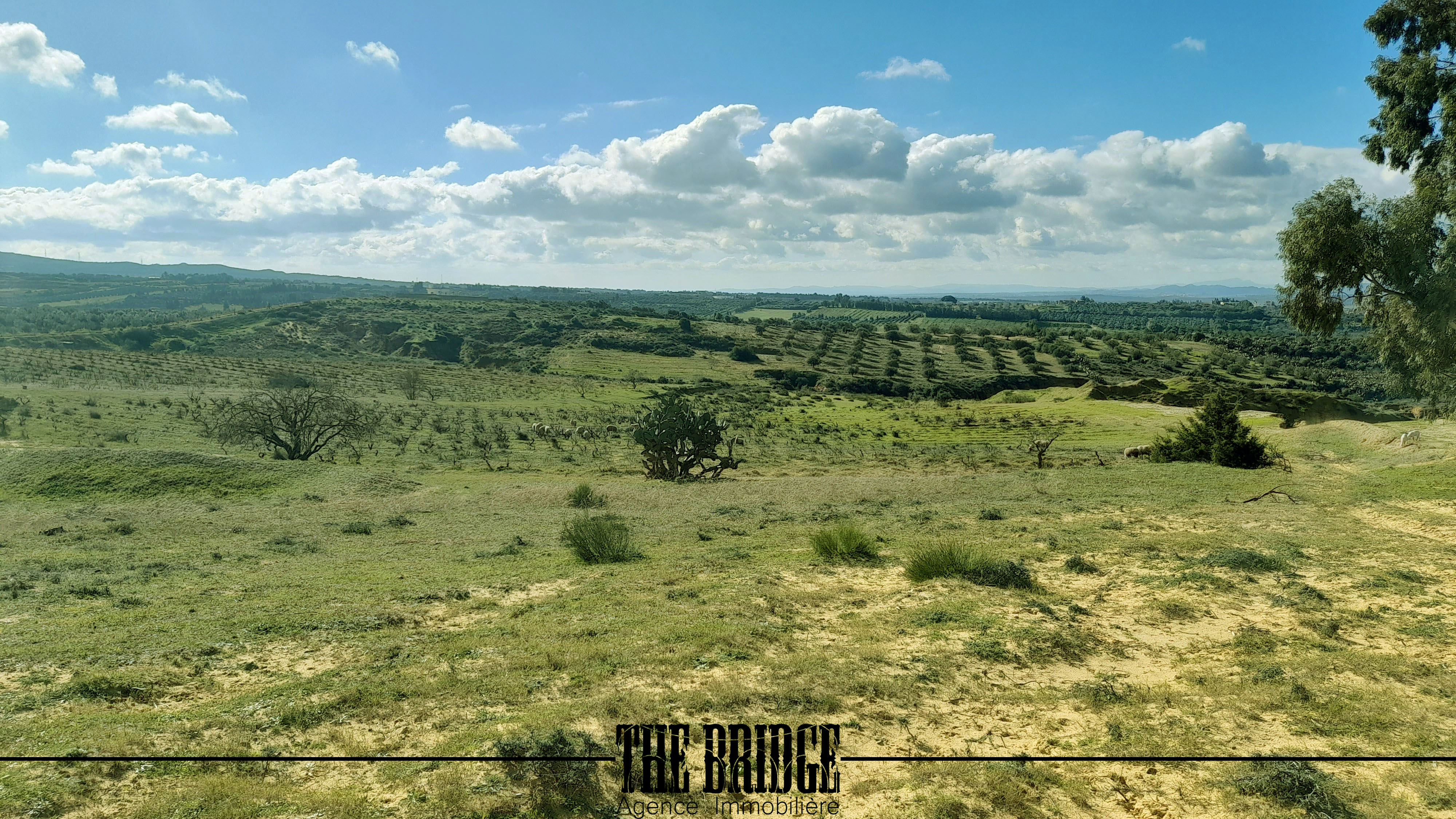 Bou Argoub Bousehem Terrain Terrain agricole 2 hectares  boussham bouargoub