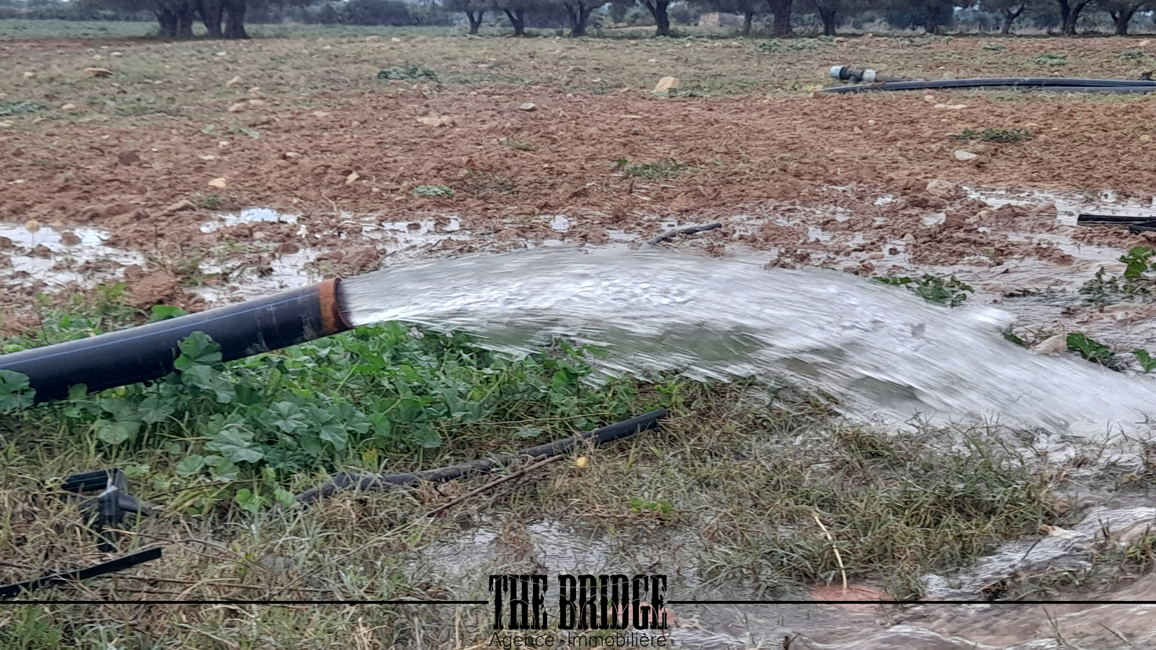 Bou Argoub Cite Jadida Terrain Terrain agricole 2 hectares et 7 ares  nus  bouargoub