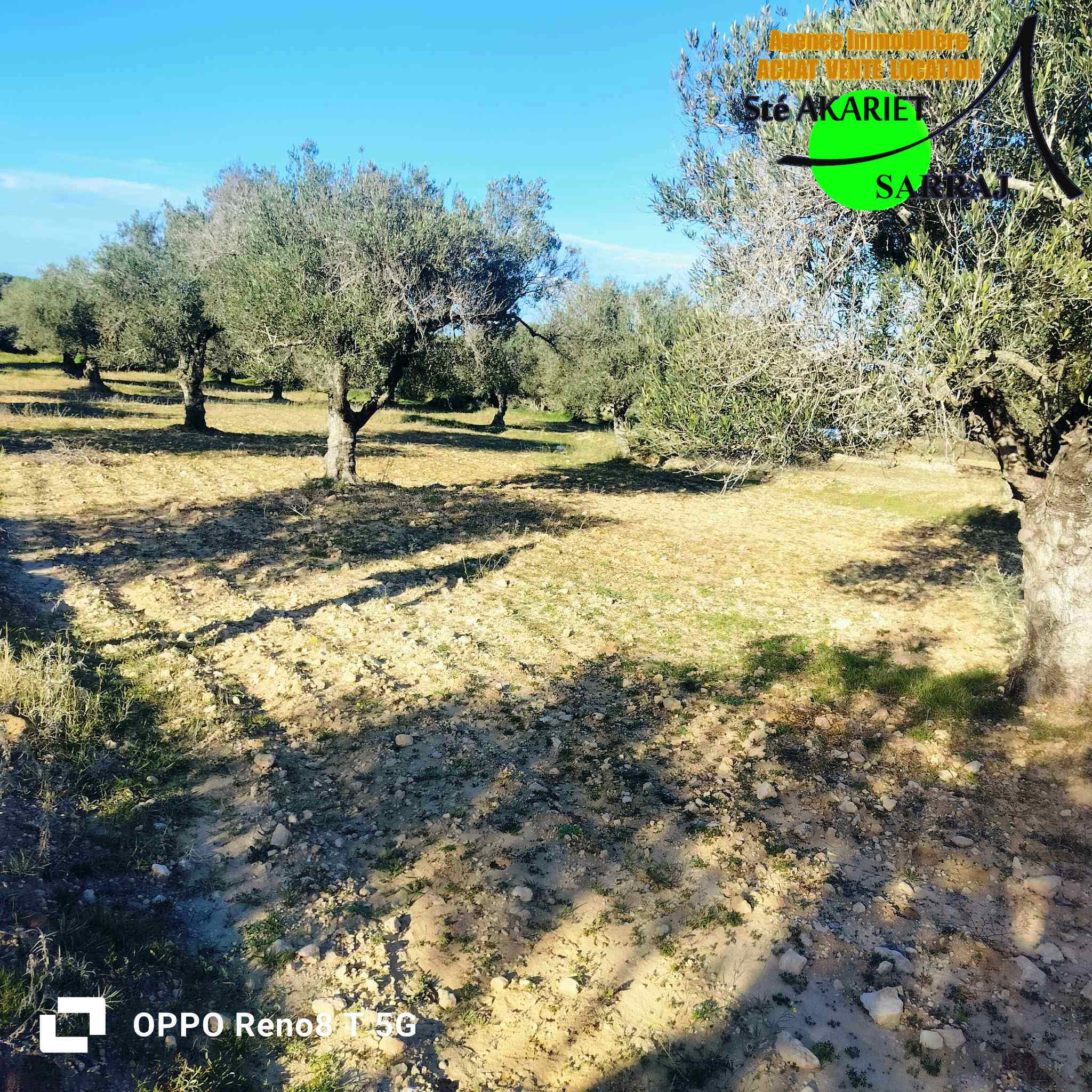 Akouda Chatt Meriem Terrain Terrain agricole Opportunit terrain agricole 3366m  fokaia