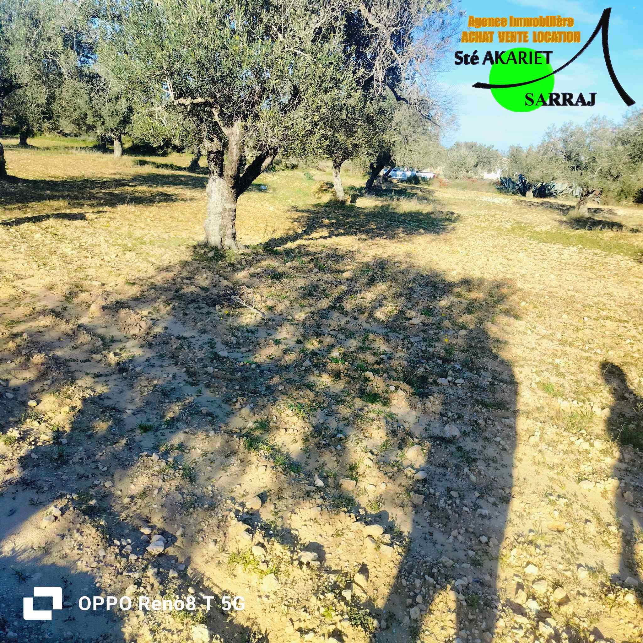 Akouda Chatt Meriem Terrain Terrain agricole Opportunit terrain agricole 3366m  fokaia