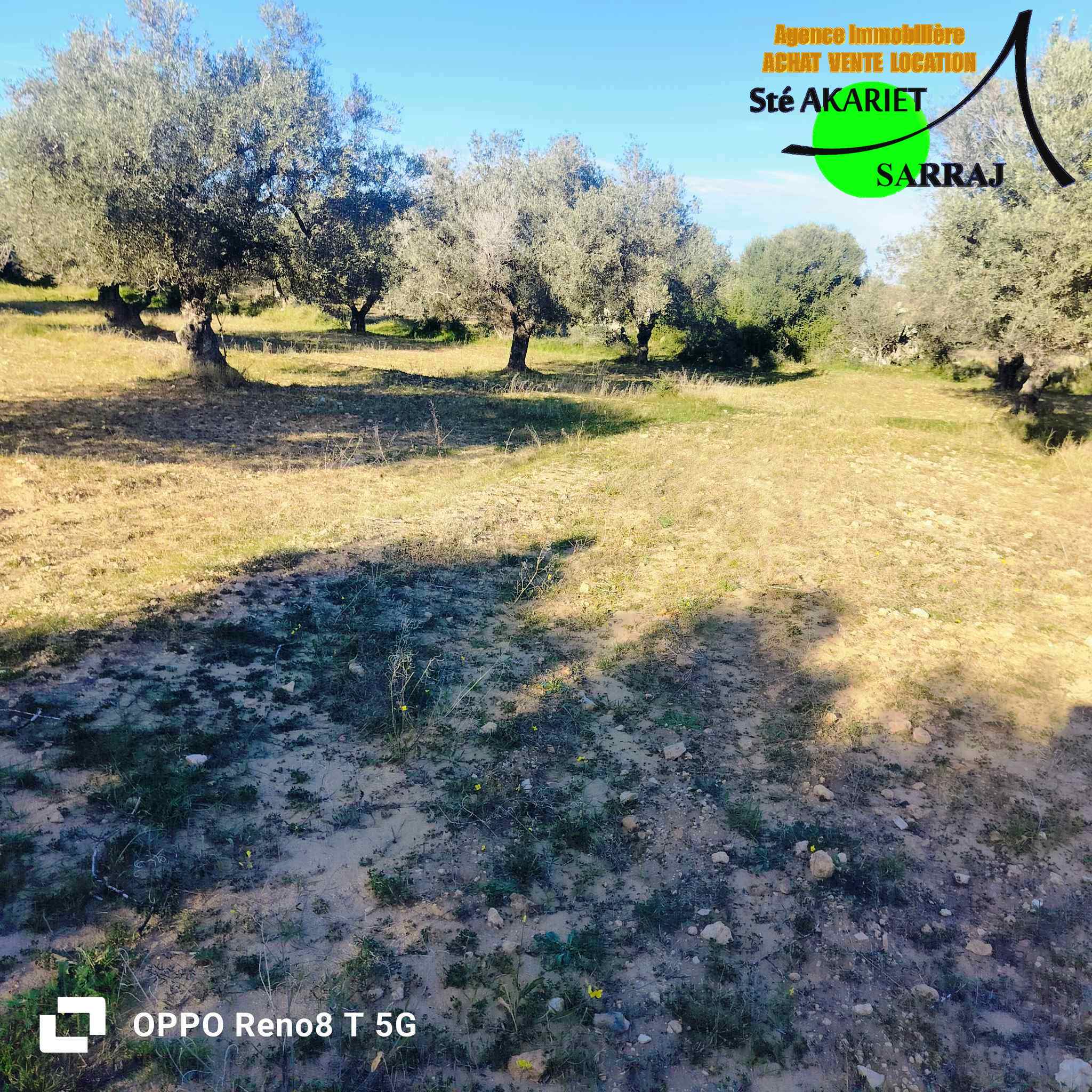 Akouda Chatt Meriem Terrain Terrain agricole Opportunit terrain agricole 3366m  fokaia