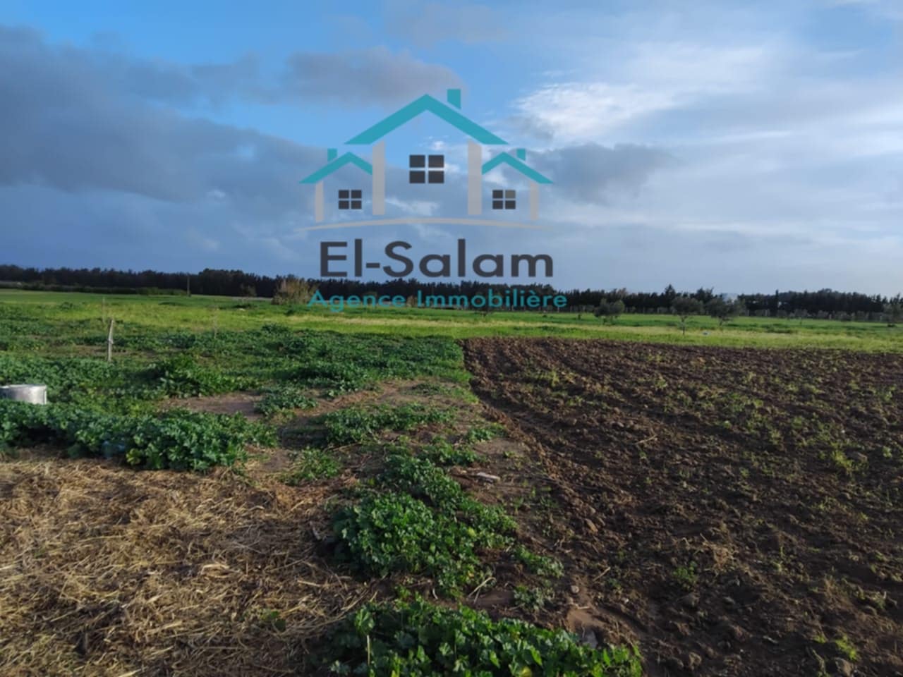 El Haouaria El Kedoua Terrain Terrain agricole 6000m2 avec un studio arabres olives