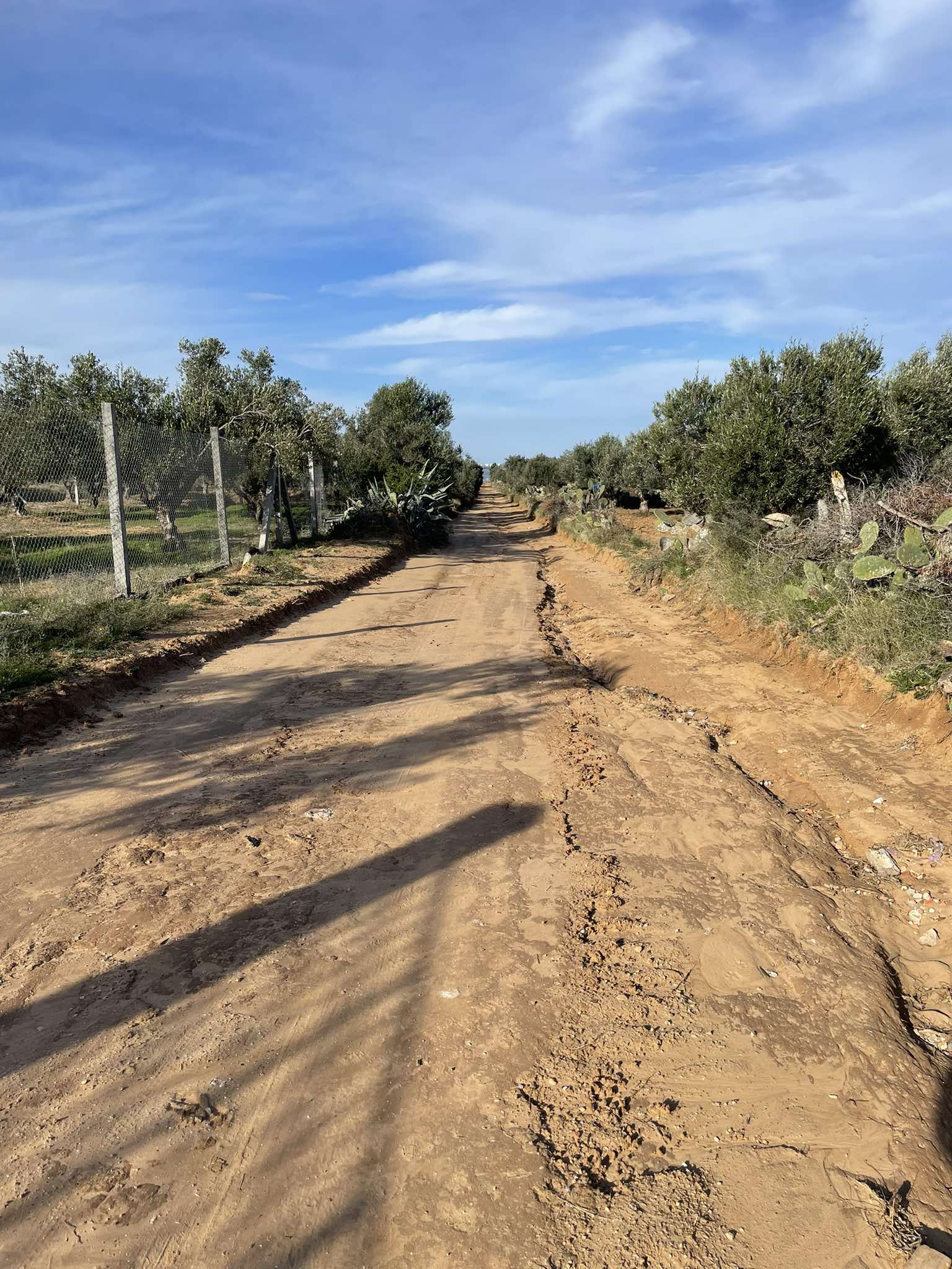 Sidi Bou Ali Sidi Bou Ali Terrain Terrain agricole Lot foukaia