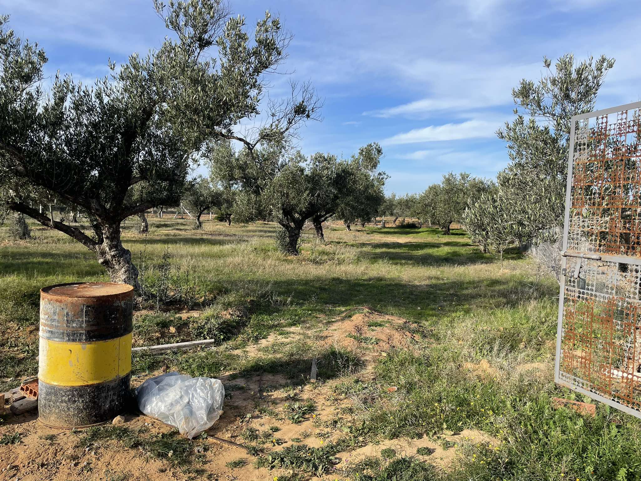 Sidi Bou Ali Sidi Bou Ali Terrain Terrain agricole Lot foukaia