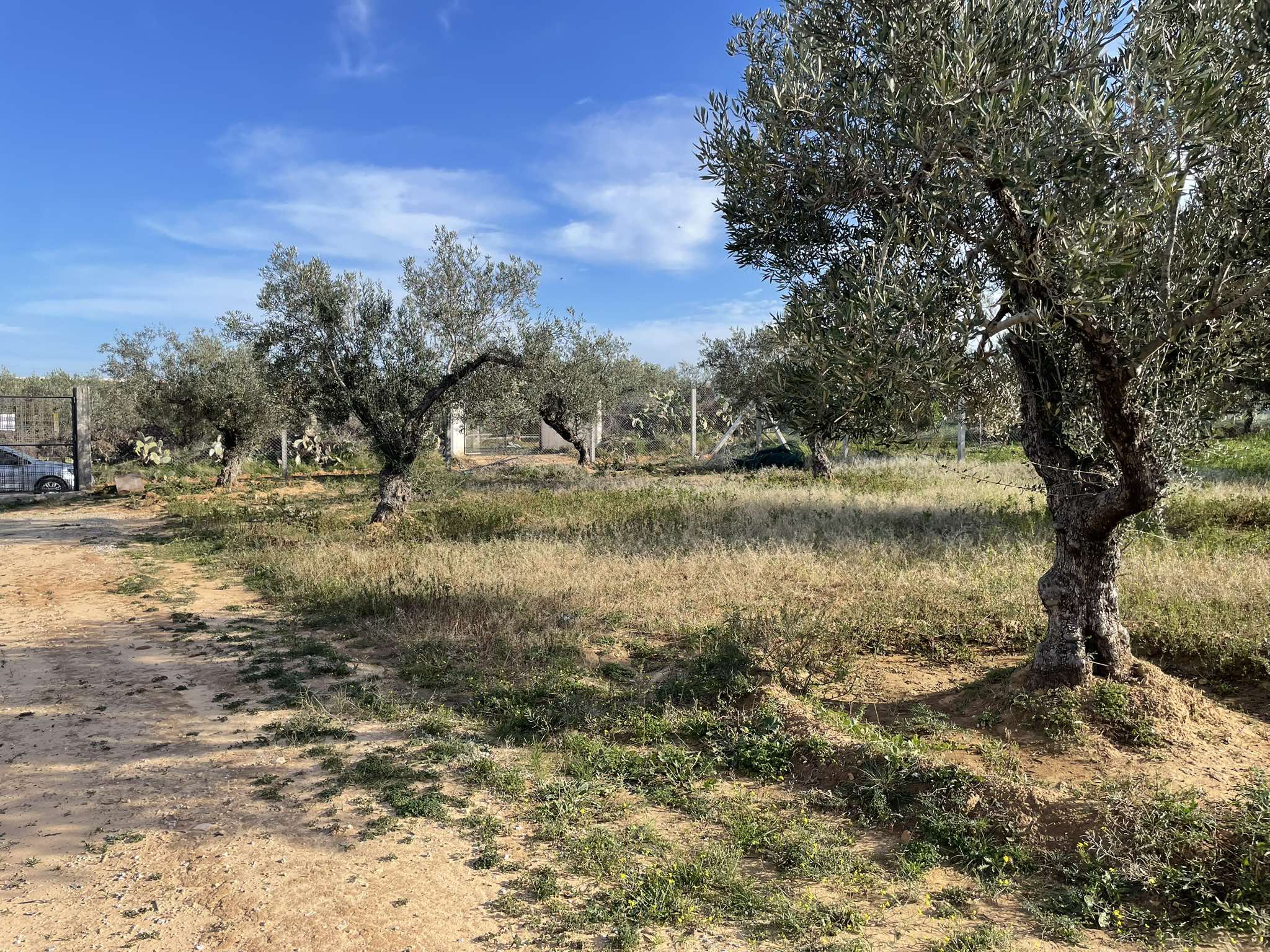 Sidi Bou Ali Sidi Bou Ali Terrain Terrain agricole Lot foukaia