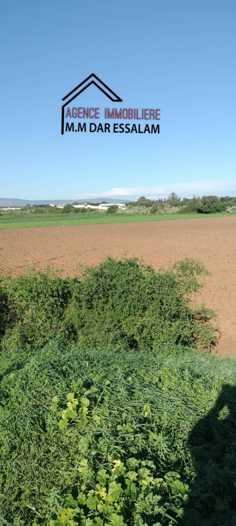Menzel Temime Damous Terrain Terrain agricole Terrain agricole  menzel temime