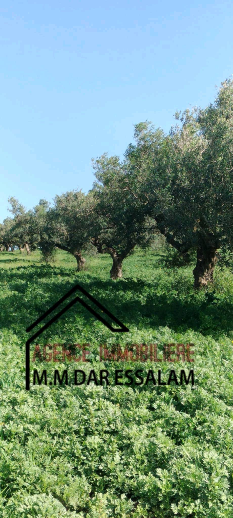 Menzel Temime Damous Terrain Terrain agricole Ferme d'olives  menzel temime