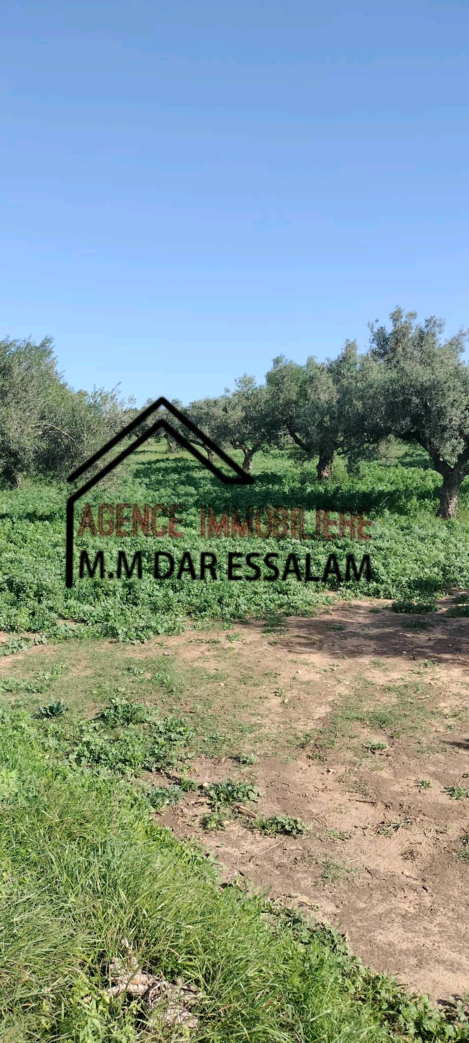 Menzel Temime Damous Terrain Terrain agricole Ferme d'olives  menzel temime