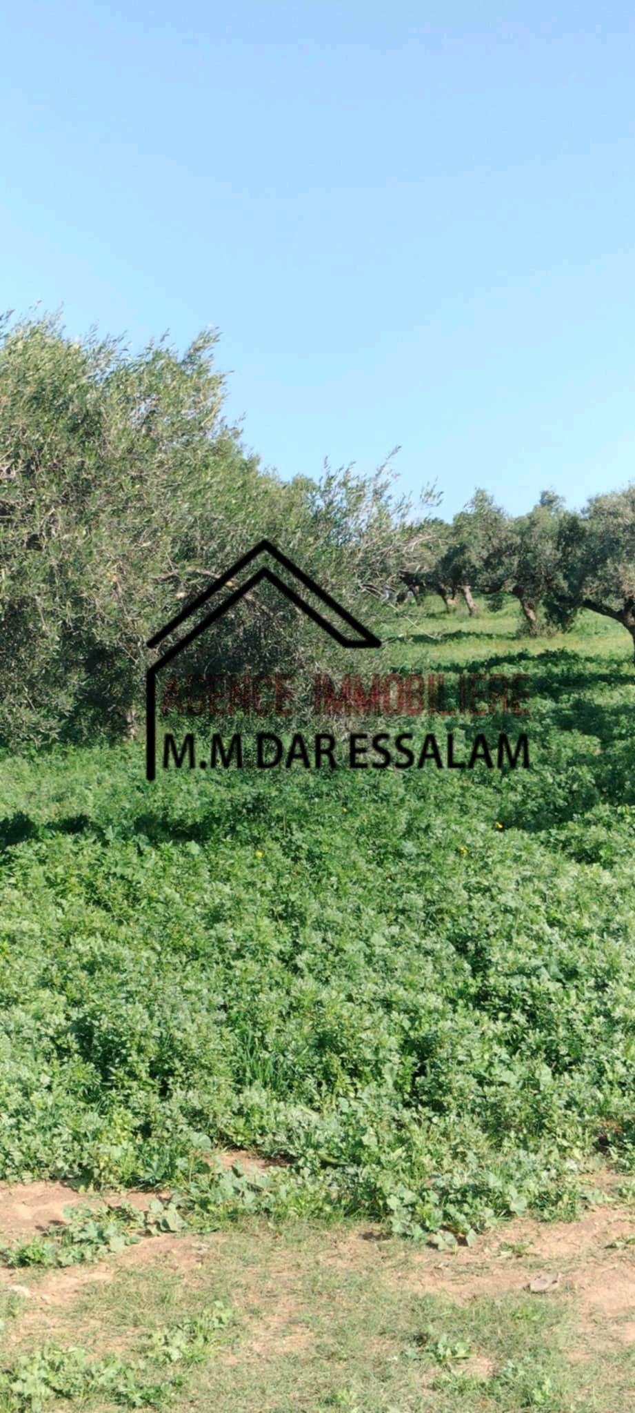 Menzel Temime Damous Terrain Terrain agricole Ferme d'olives  menzel temime