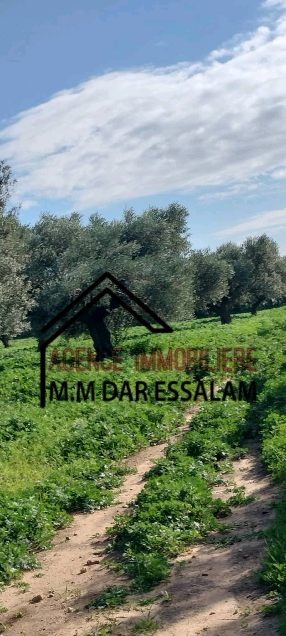 Menzel Temime Damous Terrain Terrain agricole Ferme d'olives  menzel temime