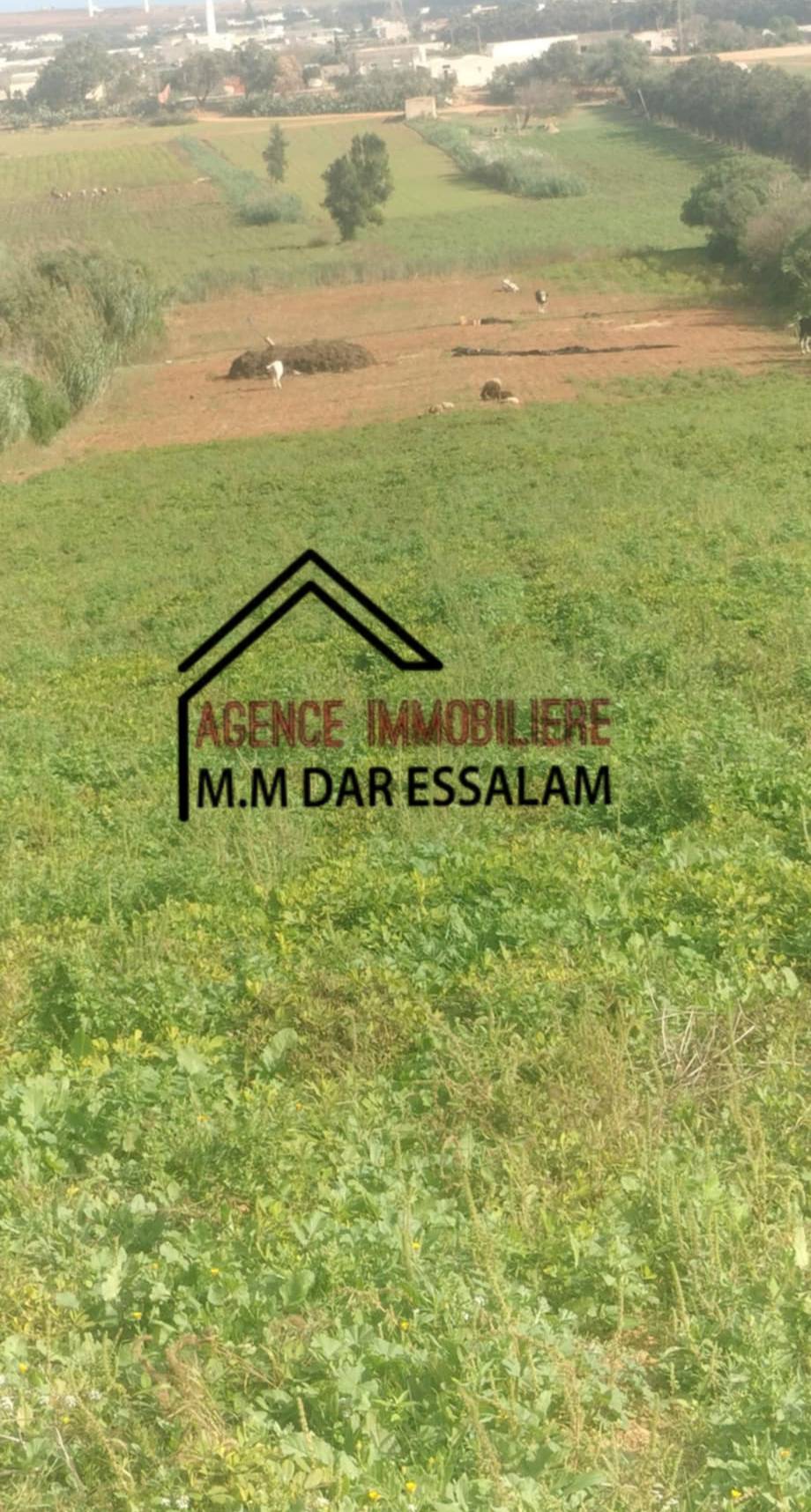 El Haouaria Beni Khira Terrain Terrain agricole Terrain agricole beni khira