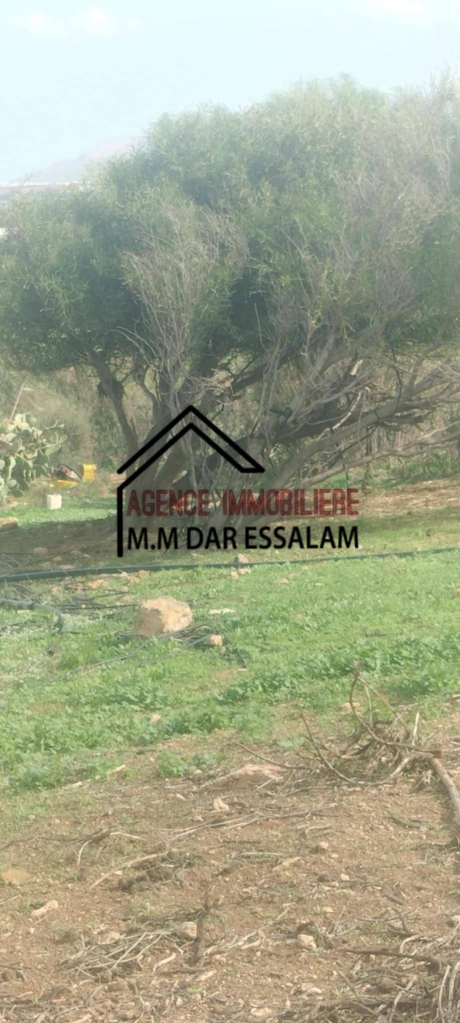 El Haouaria Beni Khira Terrain Terrain agricole Terrain agricole beni khira