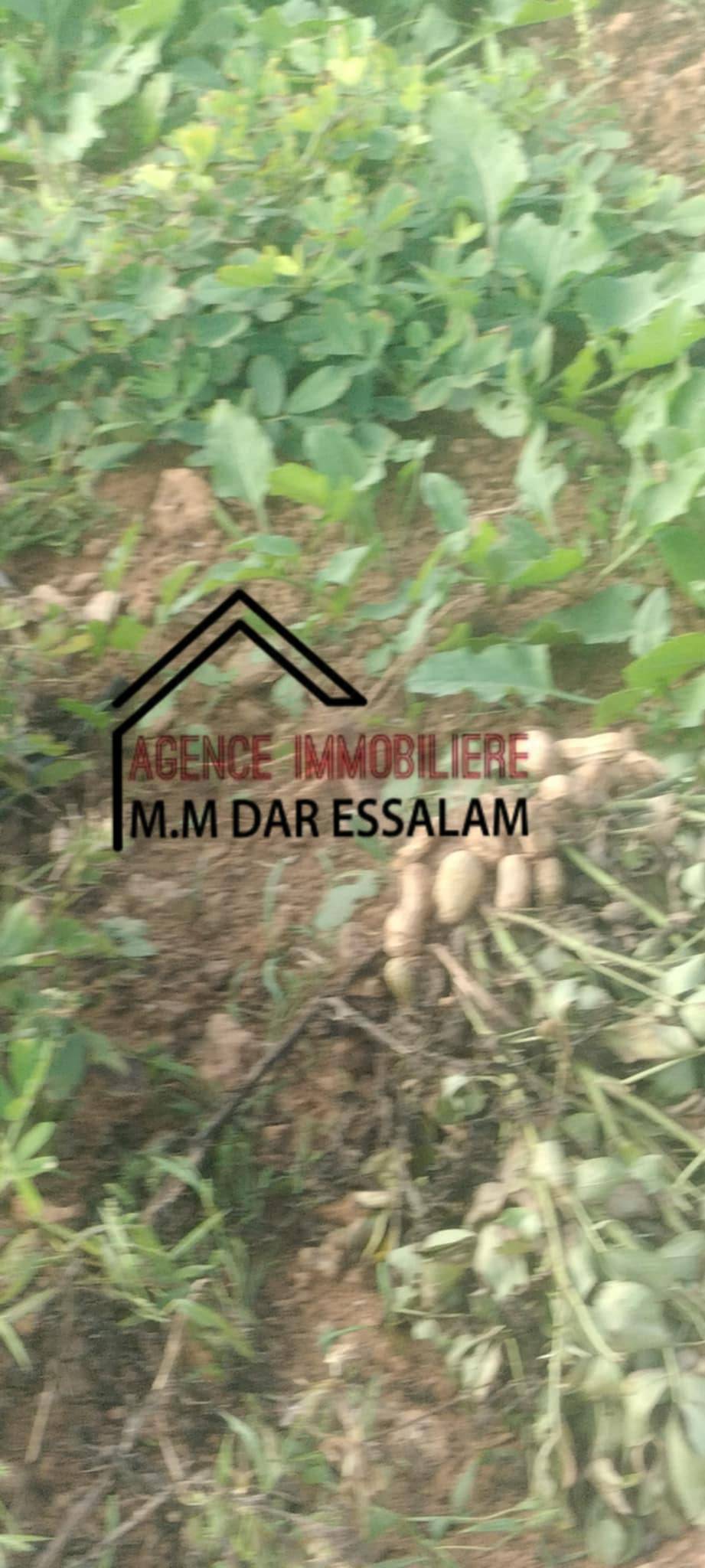 El Haouaria Beni Khira Terrain Terrain agricole Terrain agricole beni khira