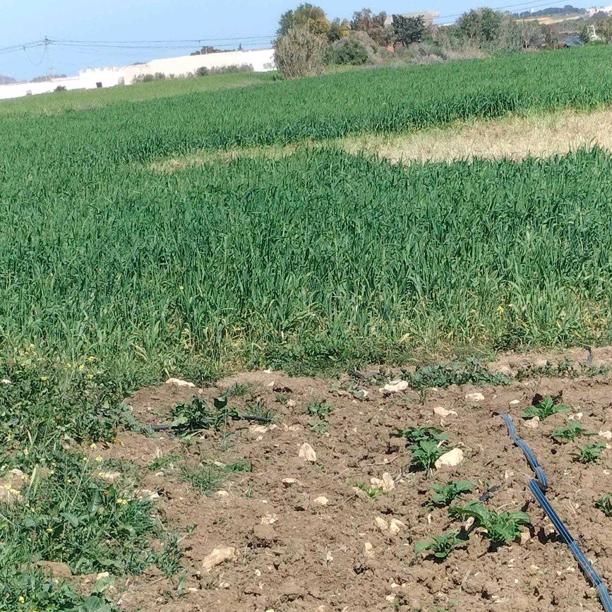 Kelibia Dar Chichou Terrain Terrain agricole Terrain agricole prs de dar allouche