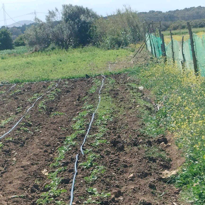 Kelibia Dar Chichou Terrain Terrain agricole Terrain agricole prs de dar allouche