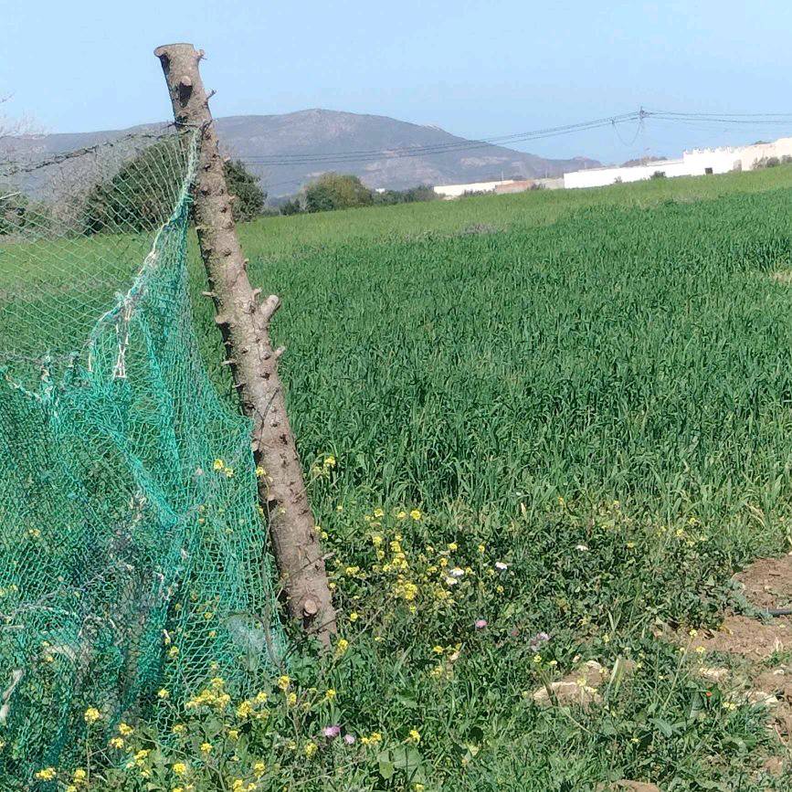 Kelibia Dar Chichou Terrain Terrain agricole Terrain agricole prs de dar allouche