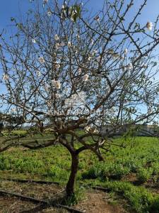 Menzel Temime Chatt Ezzouhour Vente Surfaces Terrain agricole avec maison   ref177a