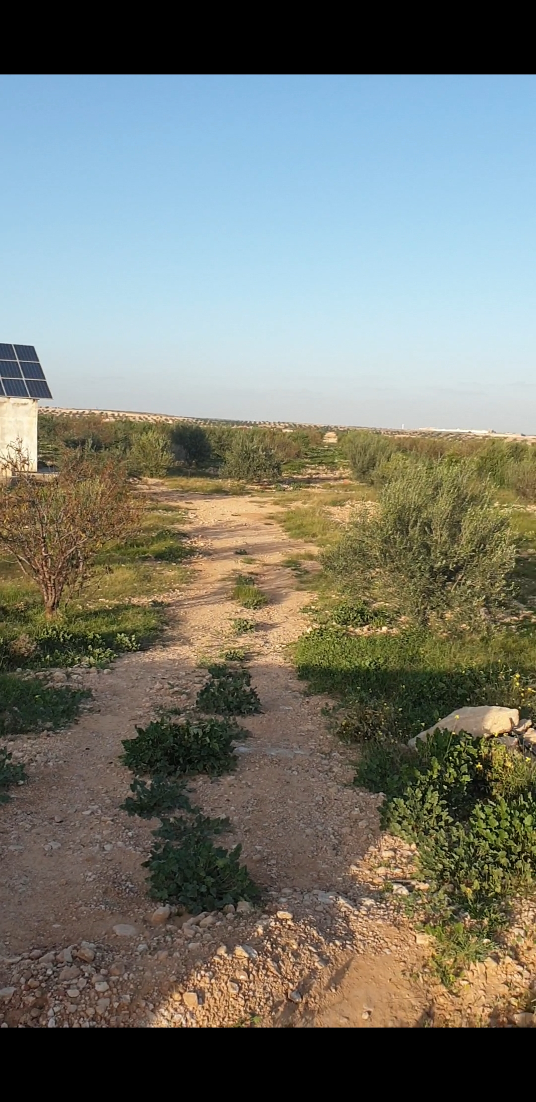 El Hencha El Ghraba Terrain Terrain agricole Terrain agricole el ghraba
