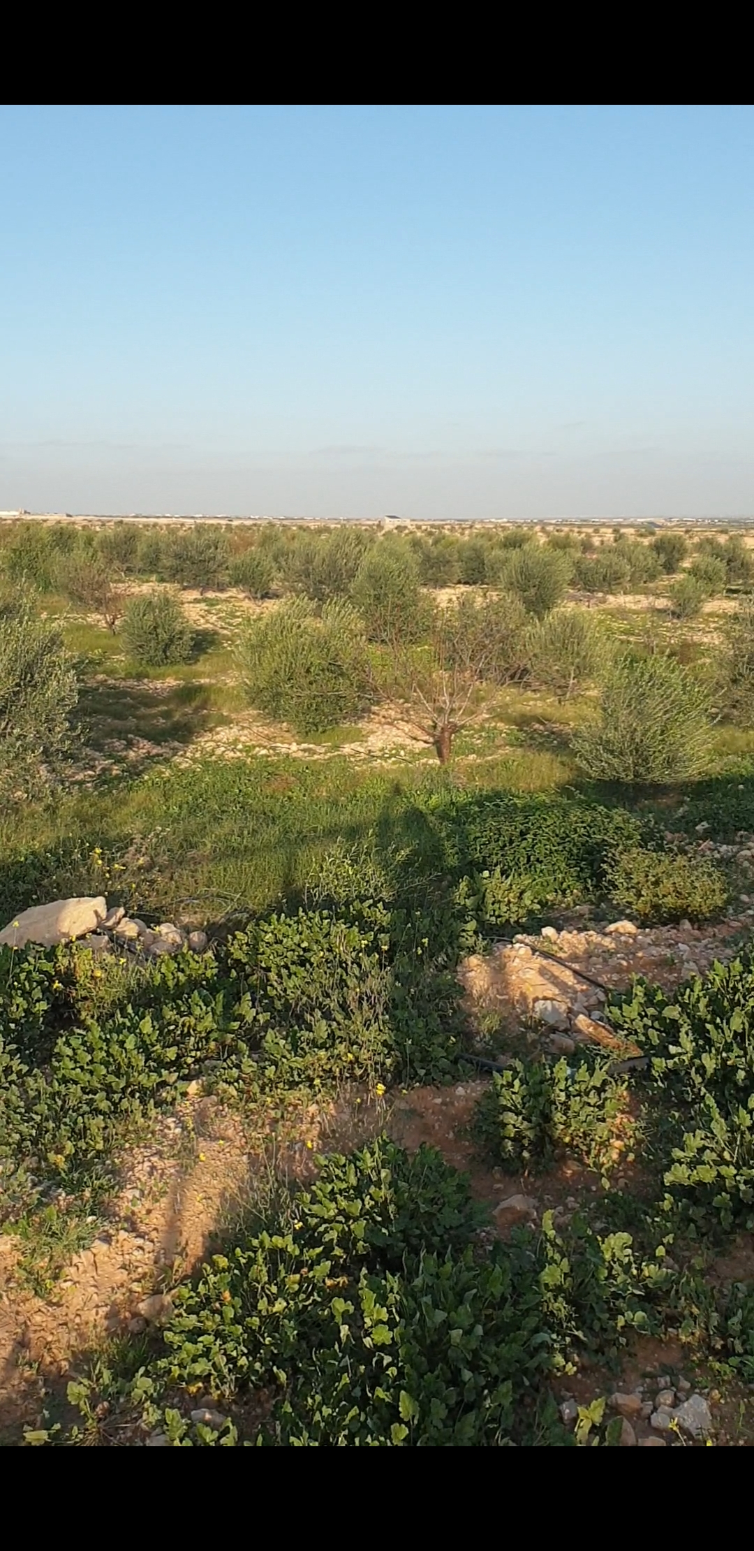 El Hencha El Ghraba Terrain Terrain agricole Terrain agricole el ghraba