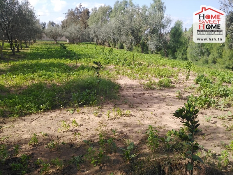 Soliman Cherifate Terrain Terrain agricole Ferme rucher  cherifet soliman