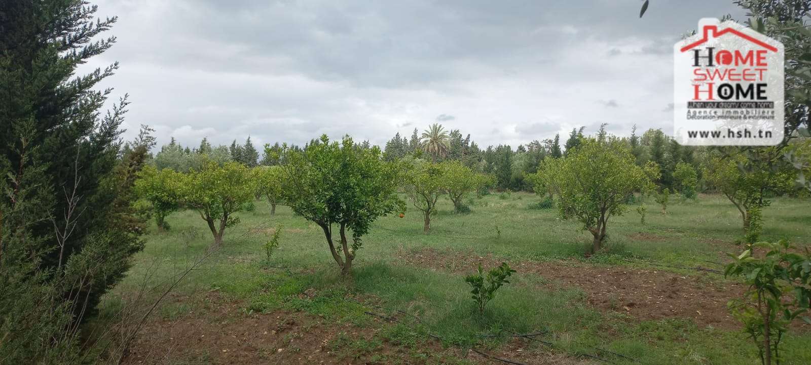 Soliman Cherifate Terrain Terrain agricole Ferme margherita  sliman