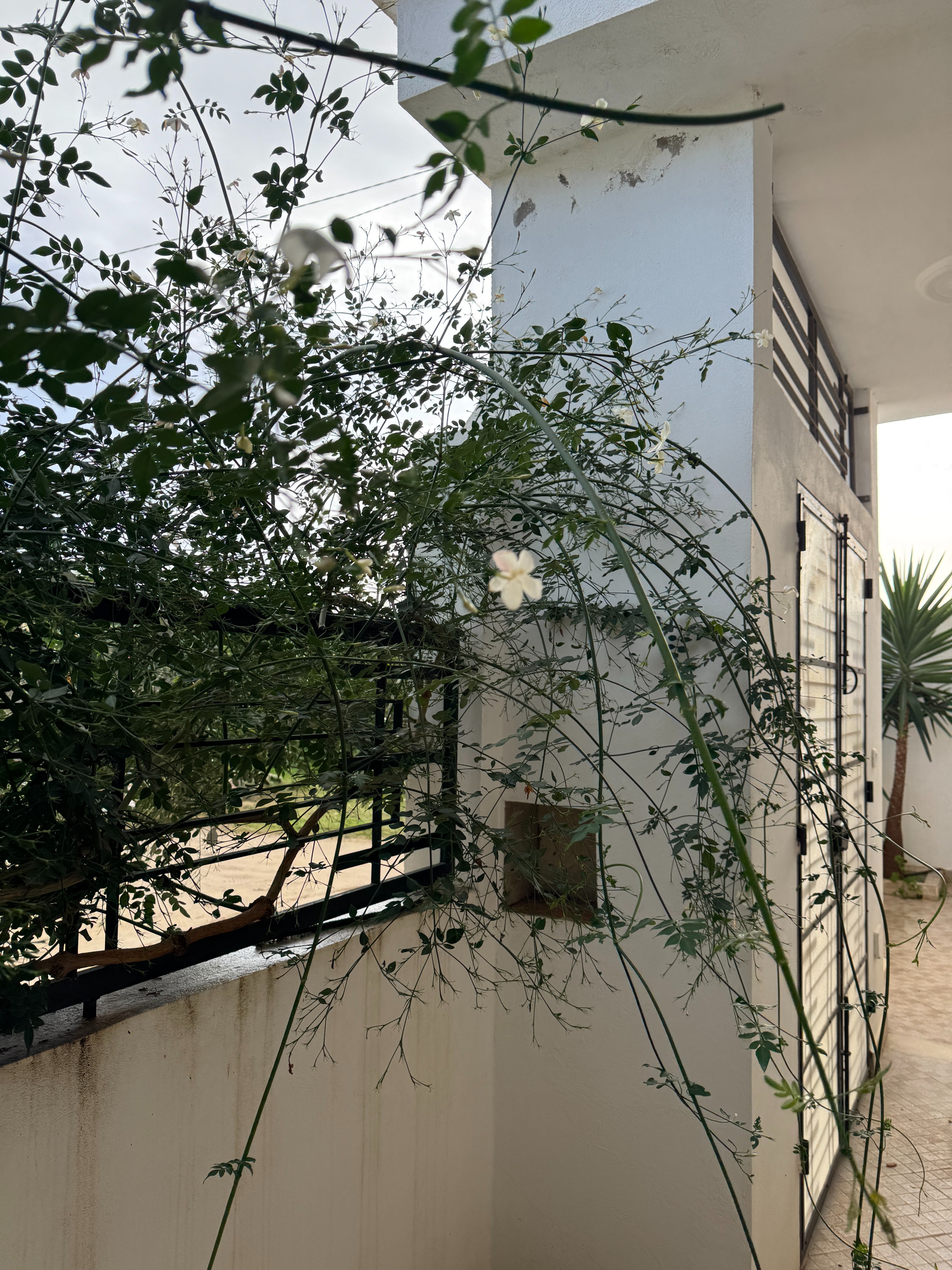 Bou Argoub Borj Hafaiedh Vente Maisons Maison  ne pas rater