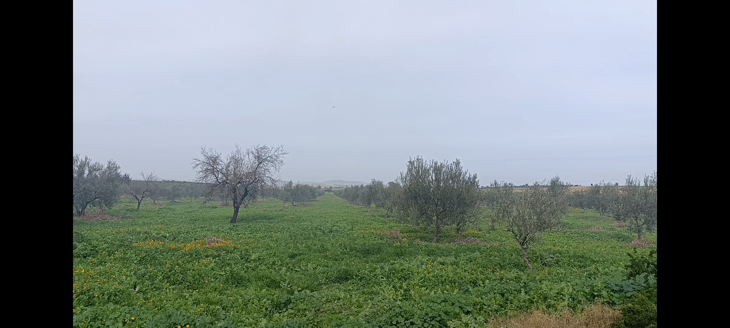 Mejez El Bab Sidi Mediene Vente Autre Ferme oliviers avec une huilerie moderne