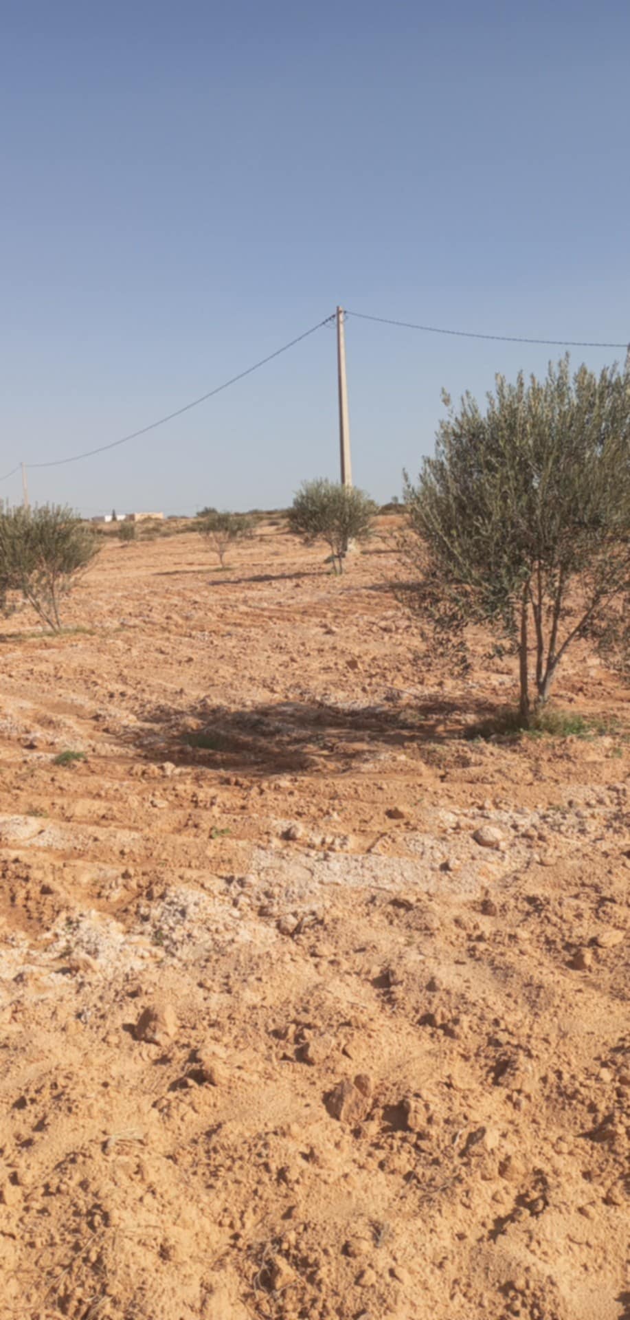 Sidi Makhlouf El Grine Vente Autre Senya  medenine
