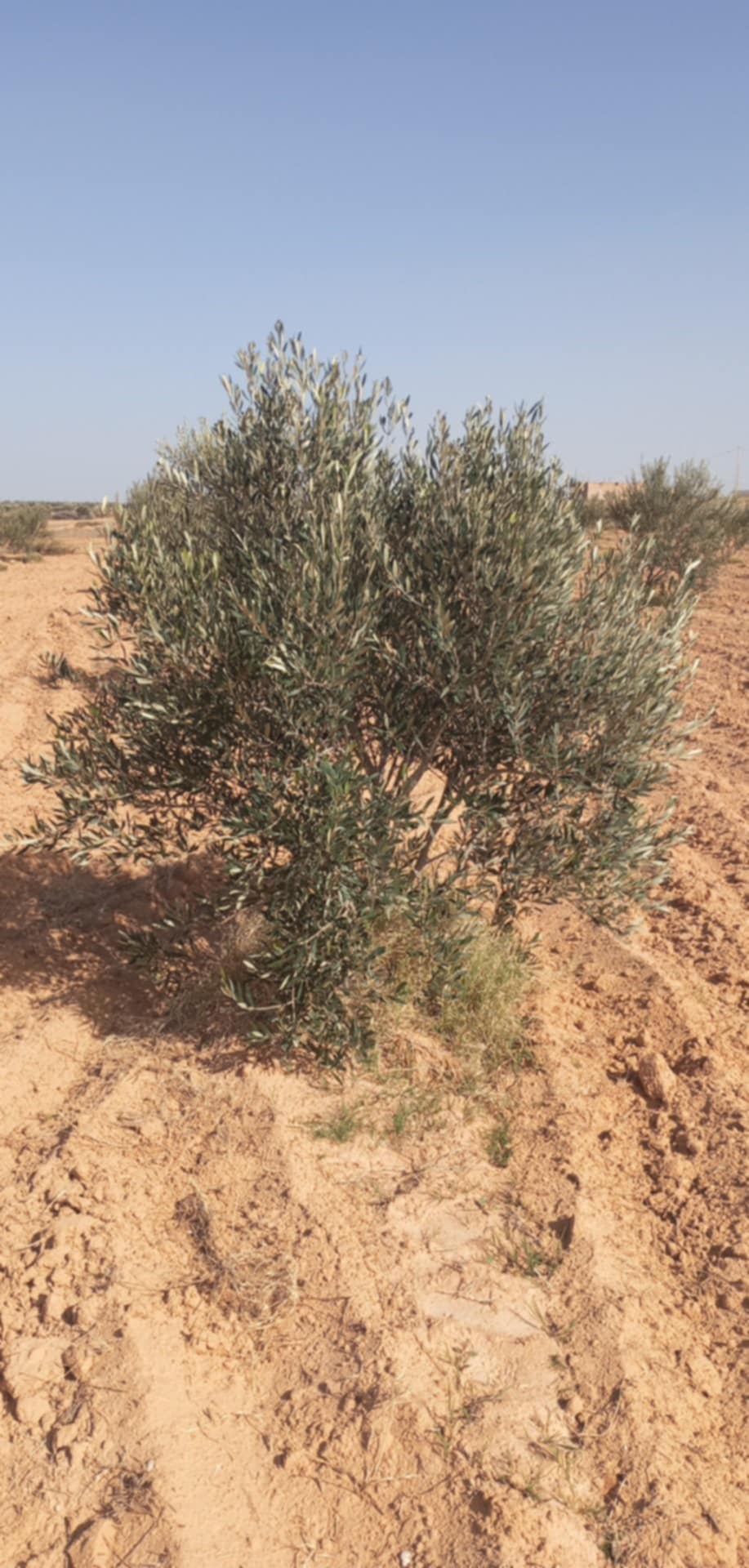 Sidi Makhlouf El Grine Vente Autre Senya  medenine