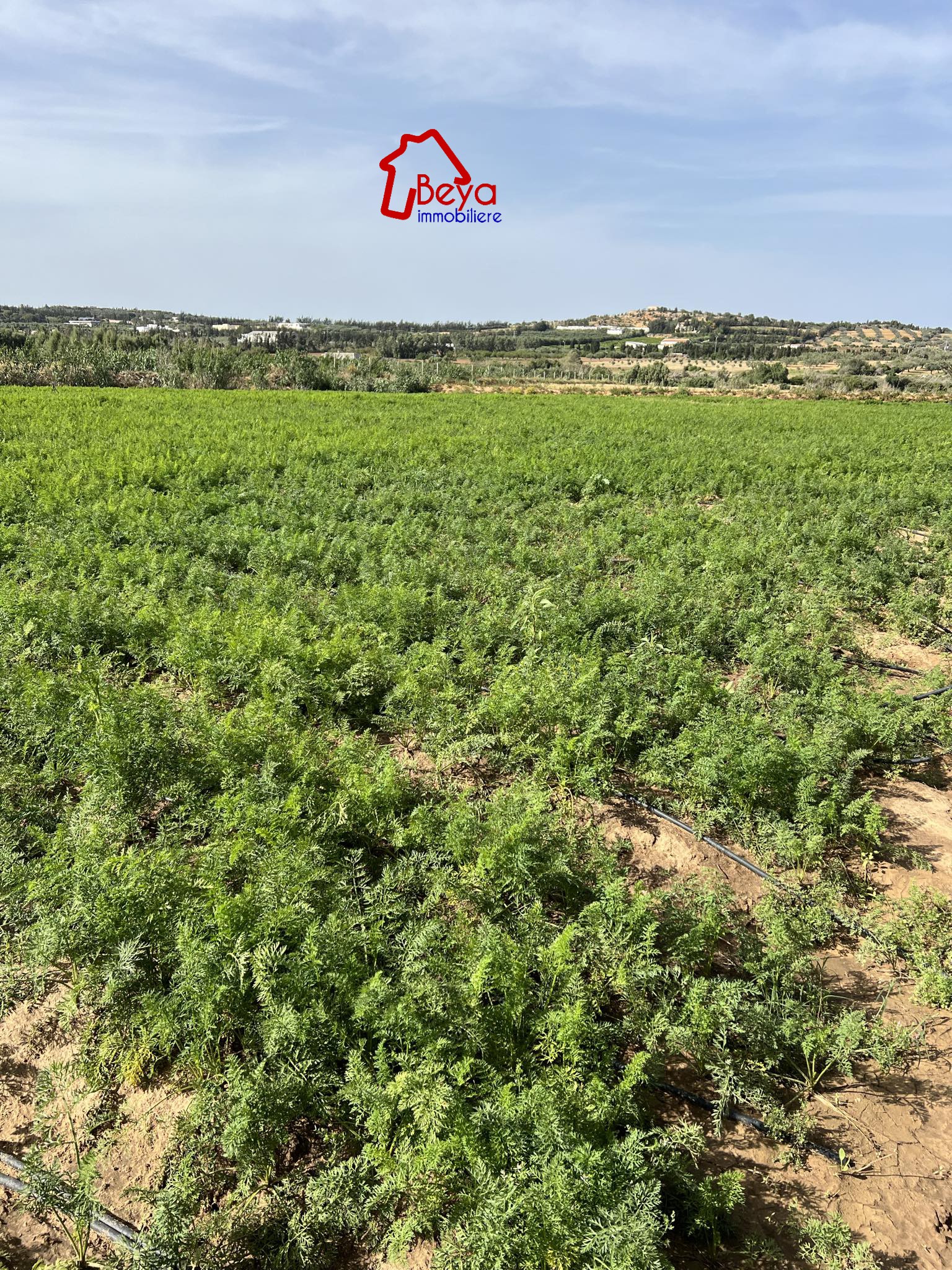 Beni Khiar Somaa Terrain Terrain agricole Terrain cafe vtn049