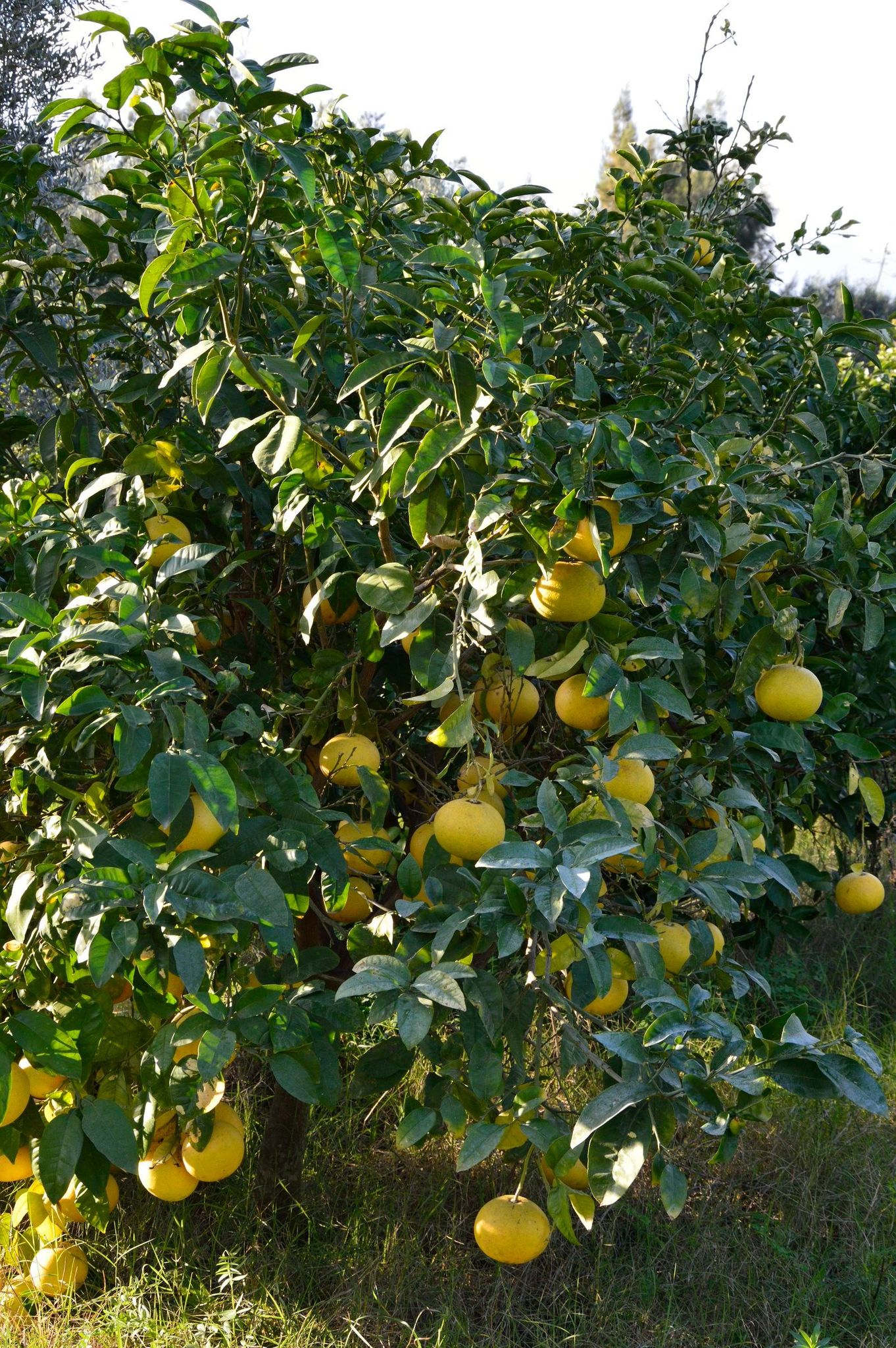 Beni Khiar Somaa Vente Maisons Une ferme de 5 hectares