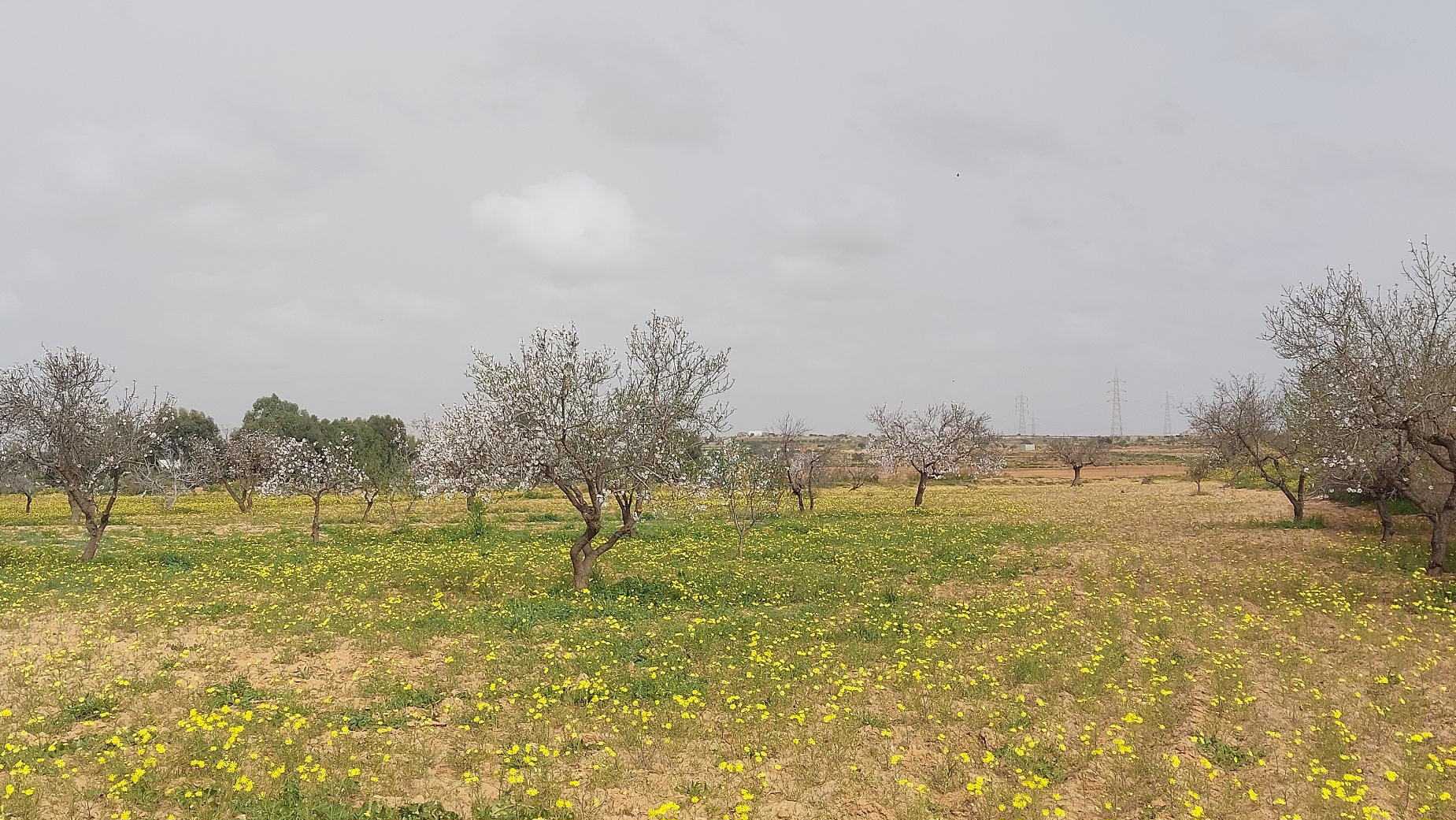 Sfax Ville Ain Tourkia Terrain Terrain agricole 20 marjaa route el ain km15