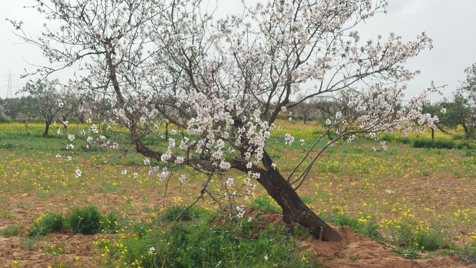 Sfax Ville Ain Tourkia Terrain Terrain agricole 20 marjaa route el ain km15
