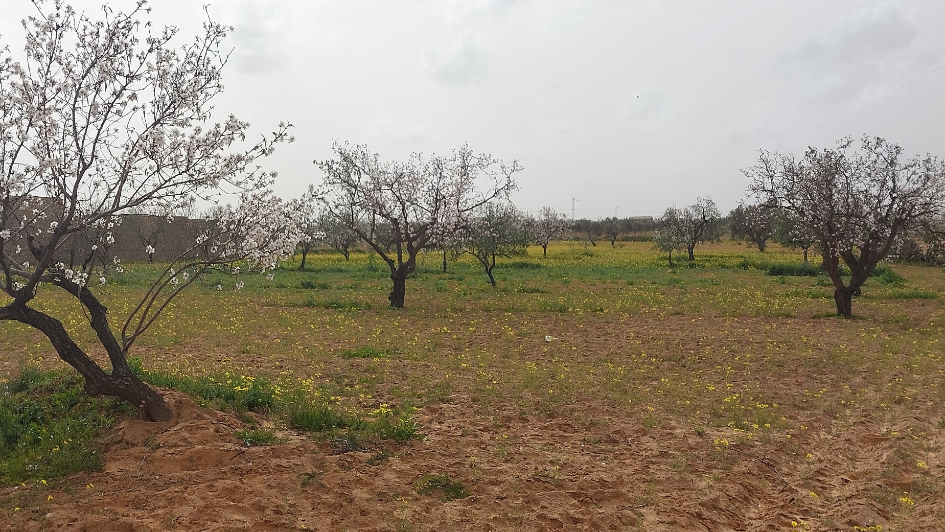 Sfax Ville Ain Tourkia Terrain Terrain agricole 20 marjaa route el ain km15