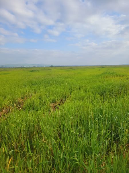 Bizerte Sud Louata Terrain Terrain agricole Terrain 50000m