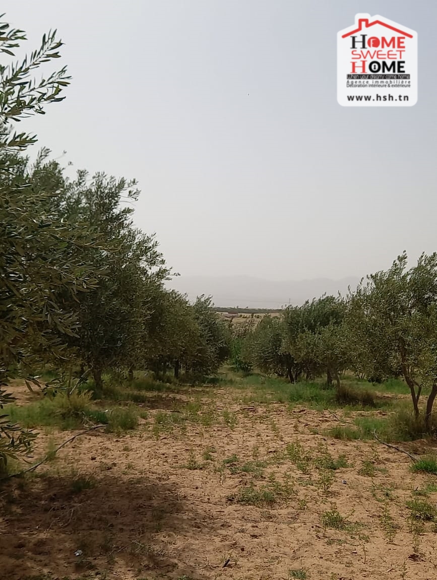 Gafsa Nord Echabiba Terrain Terrain nu Terrain agricole essaei  gafsa