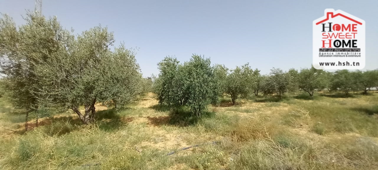 Gafsa Nord Echabiba Terrain Terrain nu Terrain agricole essaei  gafsa