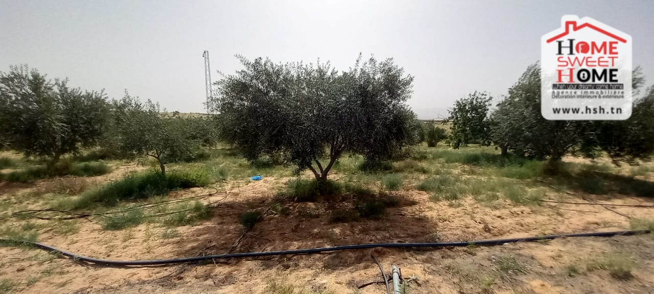 Gafsa Nord Echabiba Terrain Terrain nu Terrain agricole essaei  gafsa