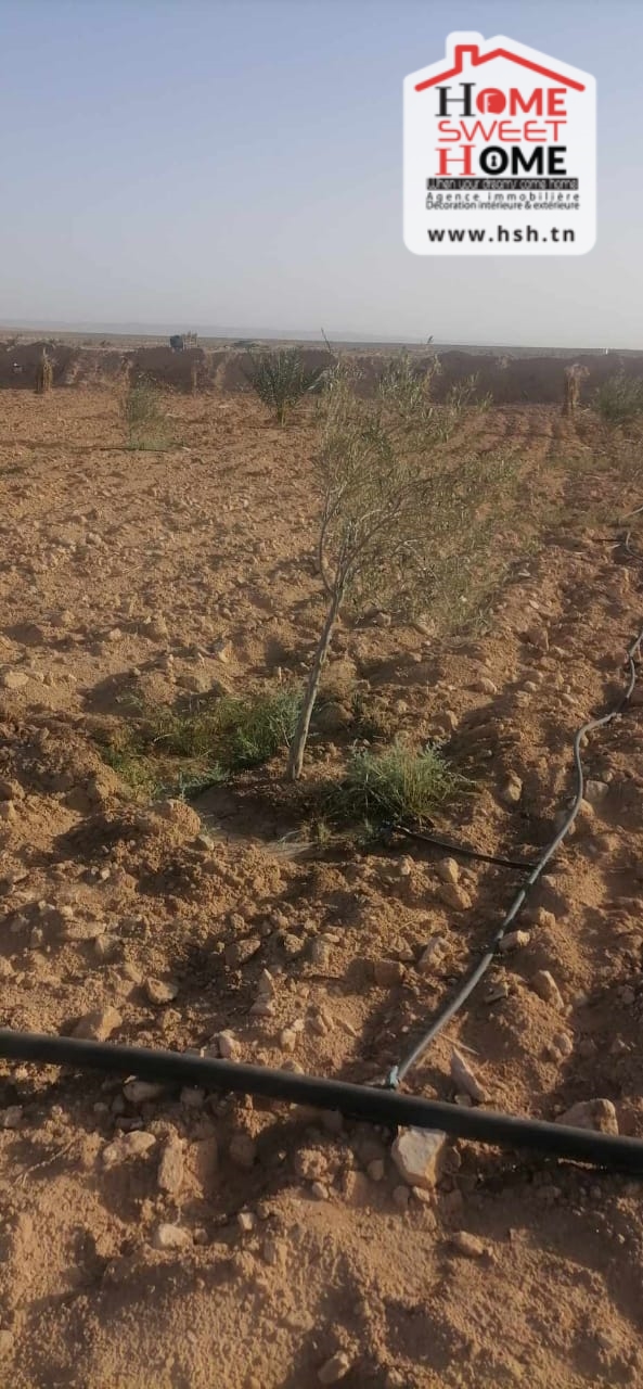 Gafsa Sud Gafsa Terrain Terrain agricole Terrain agricole abassisse  gafsa