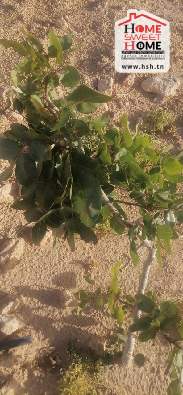 Gafsa Sud Gafsa Terrain Terrain agricole Terrain agricole abassisse  gafsa