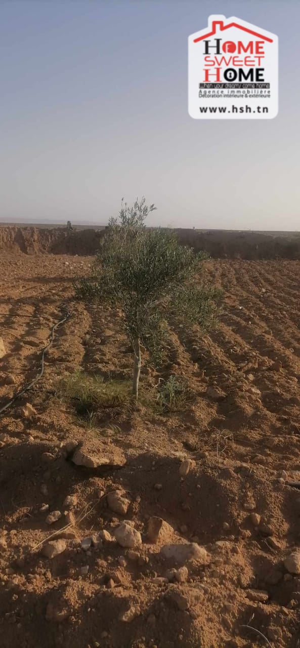 Gafsa Sud Gafsa Terrain Terrain agricole Terrain agricole abassisse  gafsa