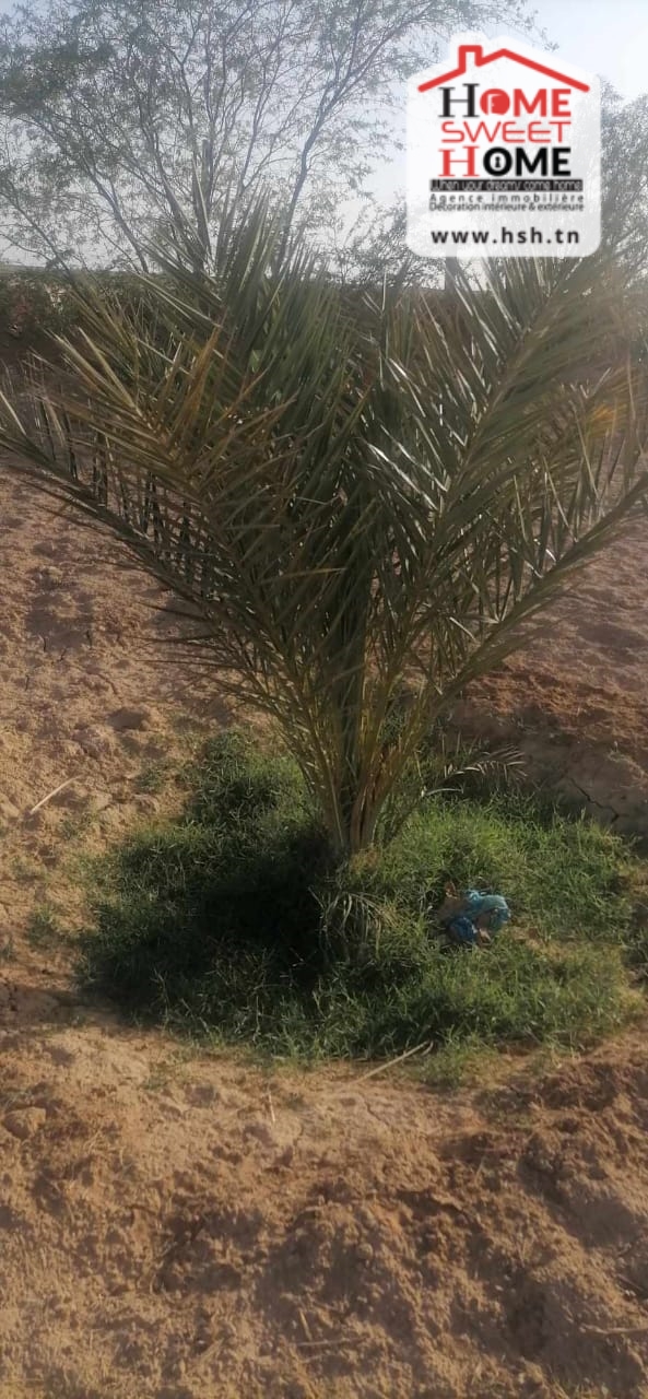 Gafsa Sud Gafsa Terrain Terrain agricole Terrain agricole abassisse  gafsa