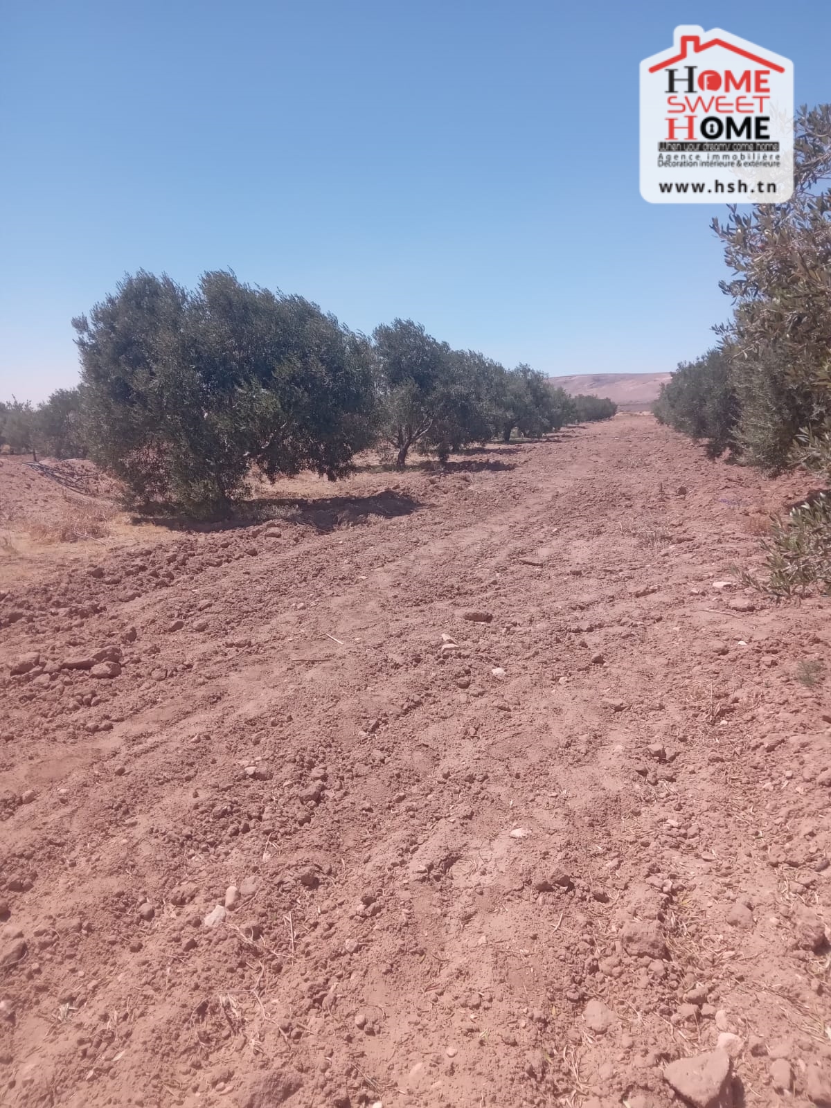 Feriana Feriana Terrain Terrain agricole Terrain agricole danie  feriana kasserine