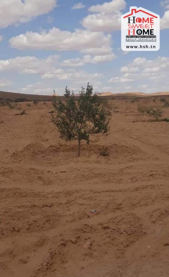 Gafsa Nord Echabiba Terrain Terrain agricole Terrain agricole louza  el fajja gafsa