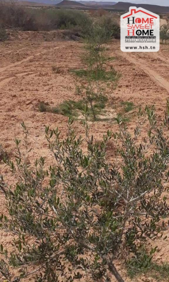 Gafsa Nord Echabiba Terrain Terrain agricole Terrain agricole louza  el fajja gafsa