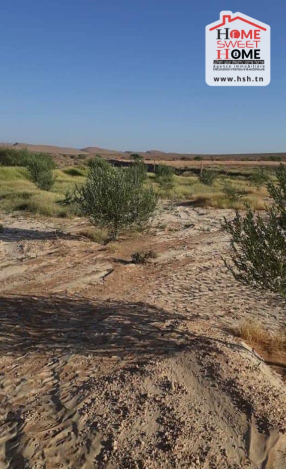 Gafsa Nord Echabiba Terrain Terrain agricole Terrain agricole louza  el fajja gafsa