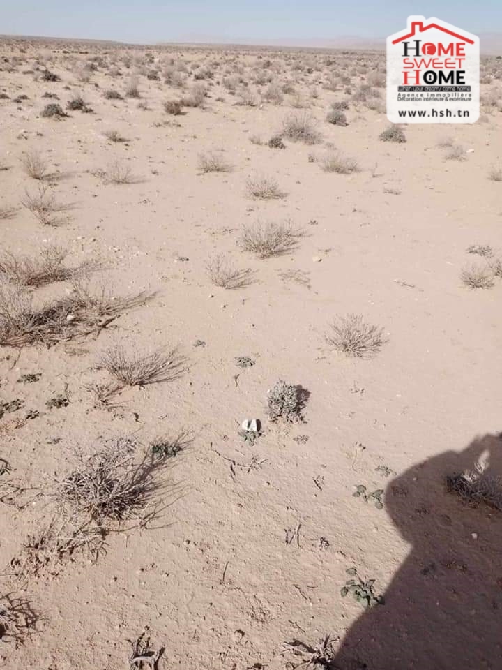 Gafsa Nord Echabiba Terrain Terrain nu Terrain agricole pistachio  gafsa