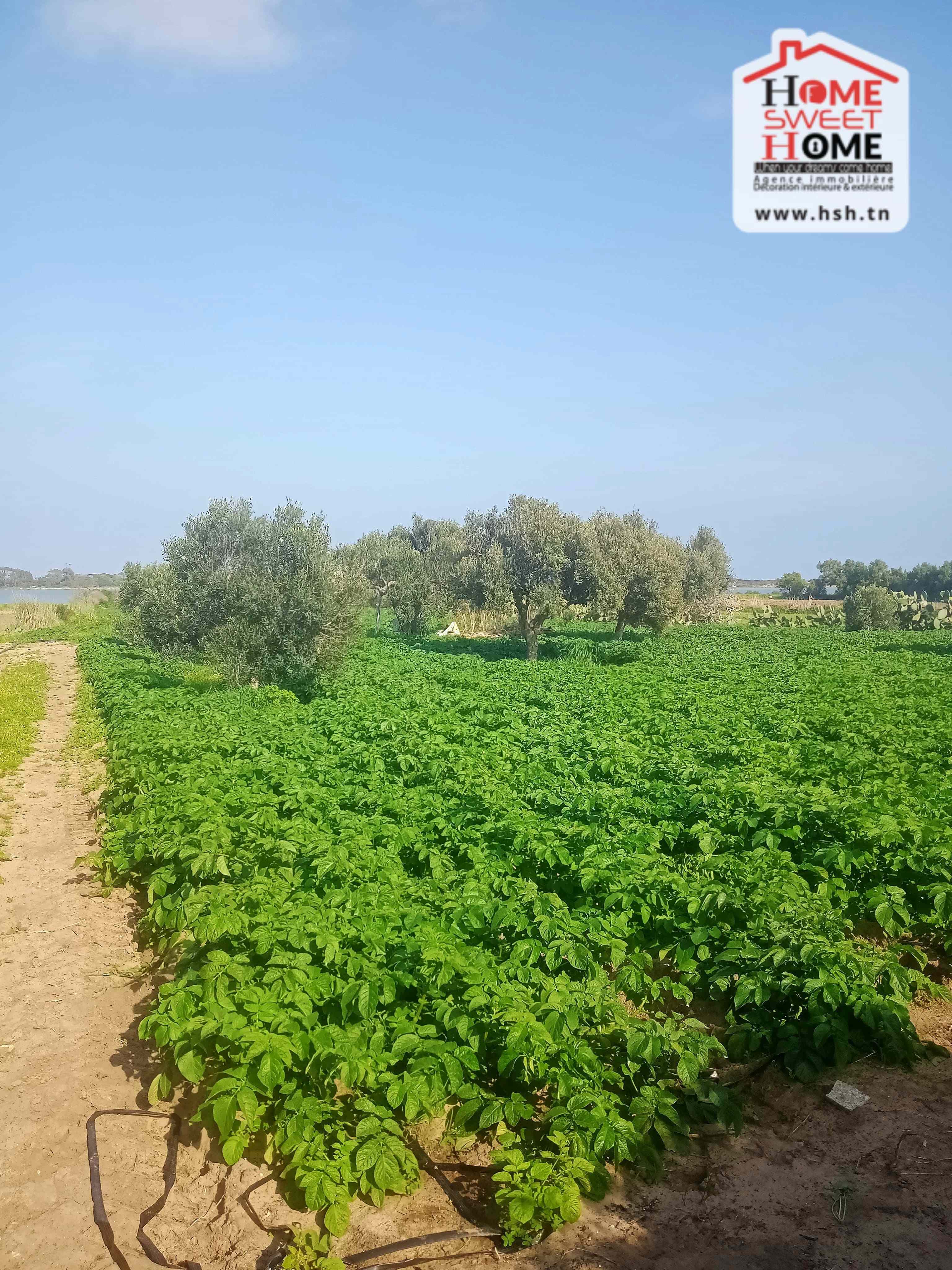 Hammam El Ghezaz Hammam El Ghezaz Terrain Terrain agricole Terrain agricole toris  hammem ghzez