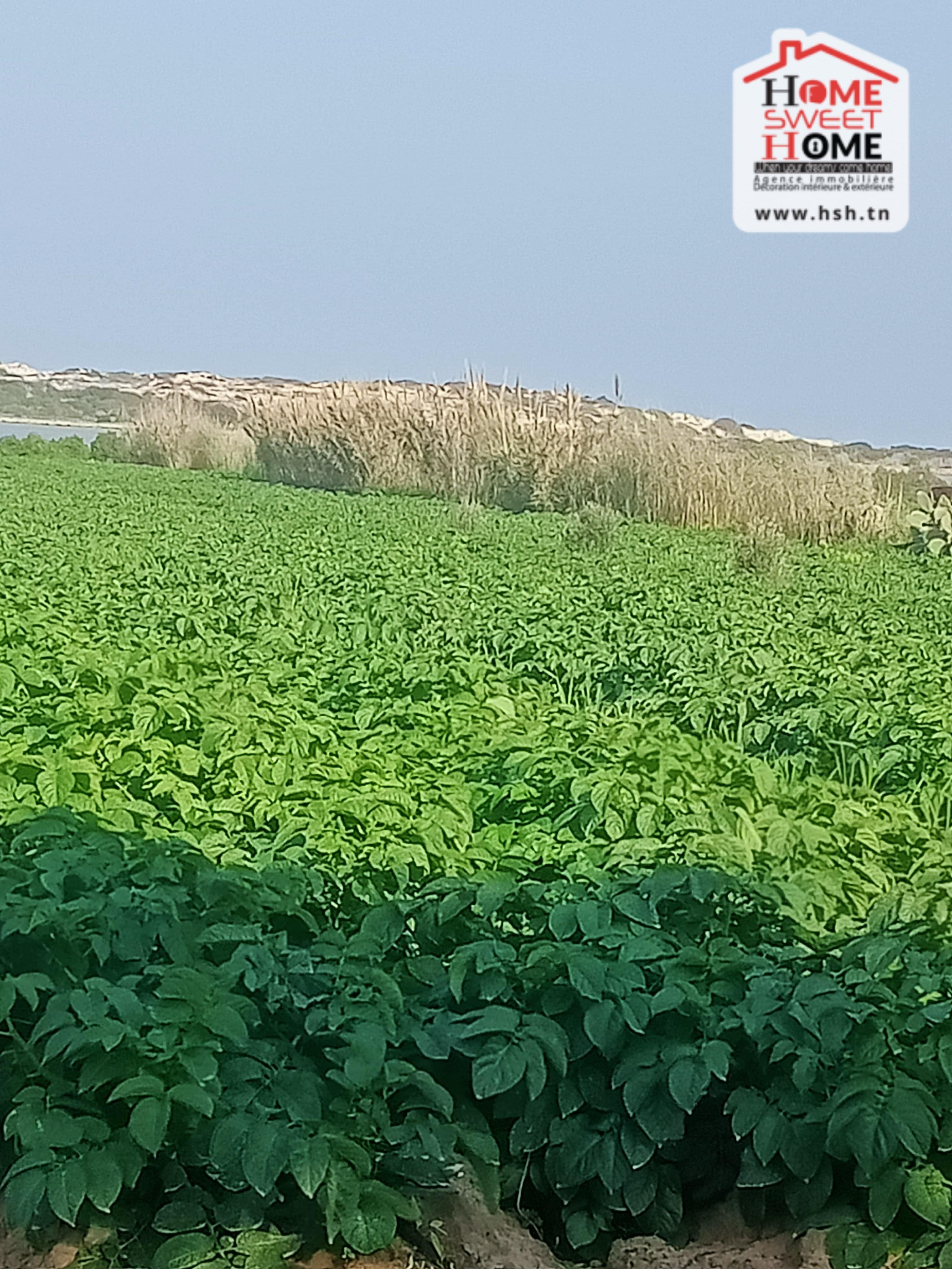 Hammam El Ghezaz Hammam El Ghezaz Terrain Terrain agricole Terrain agricole toris  hammem ghzez